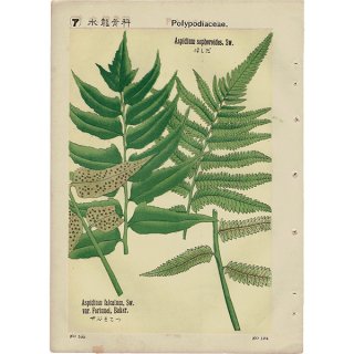 『普通植物図譜』 牧野富太郎校訂 ほしだ / やぶそてつ ボタニカルアート 1123