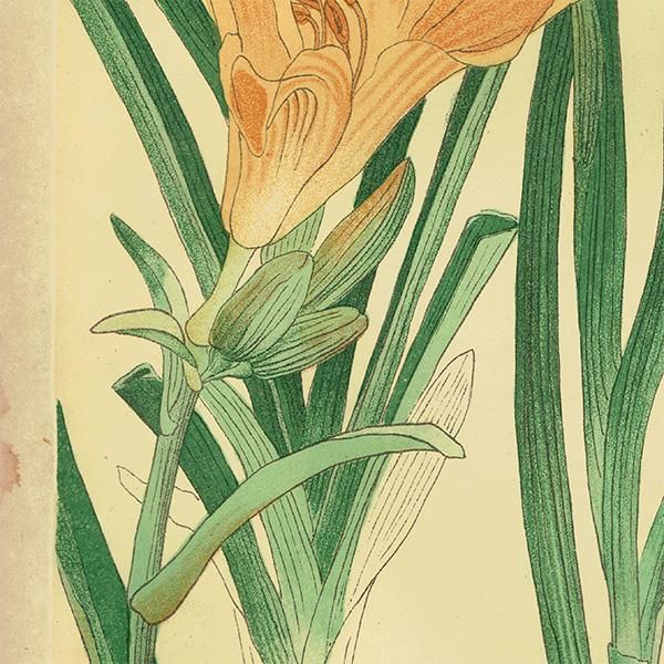 萬花図鑑」 8巻セット 100年ものボタニカルアート1024種 洋画家:辻永 萬花図鑑」 8巻セット 100年ものボタニカルアート1024種 洋画家:辻永