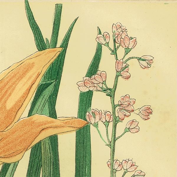 牧野富太郎 校訂 「萬花図鑑」8巻セット 100年前のボタニカルアート  辻永著 牧野富太郎 校訂 「萬花図鑑」8巻セット 100年前のボタニカル