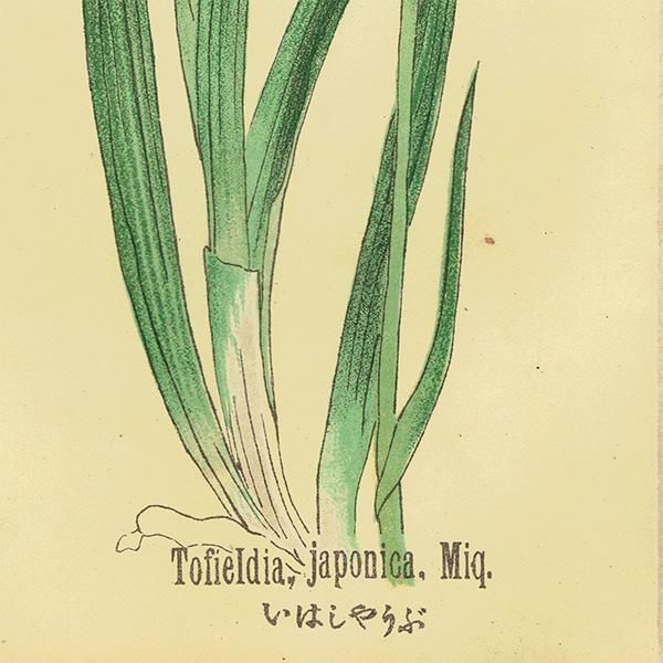 普通植物図譜』 牧野富太郎校訂 のかんぞう / いはしょうぶ