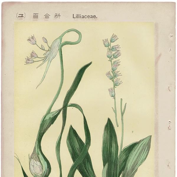 普通植物図譜』 牧野富太郎校訂 にんにく / のぎらん ボタニカル