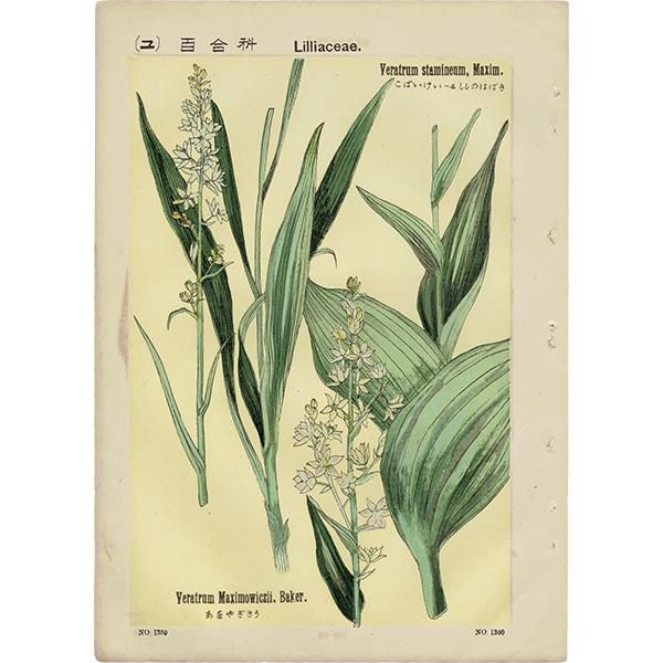 園芸植物図譜 平凡社