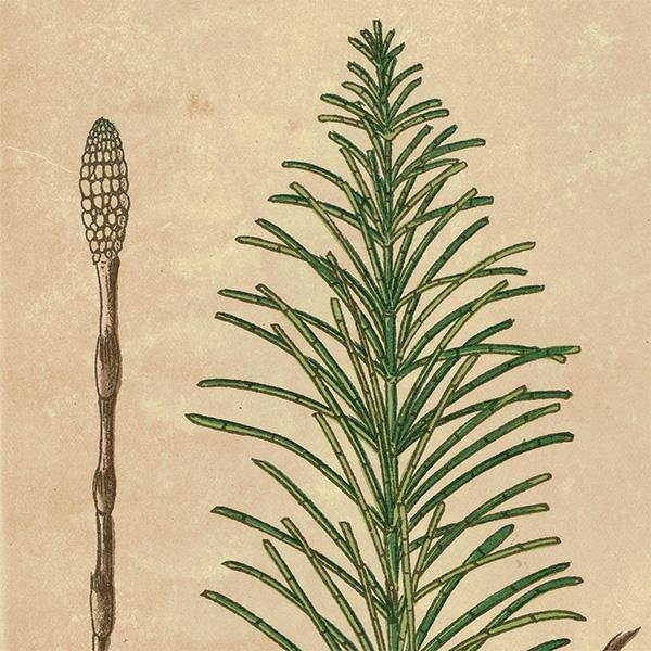 普通植物図譜』 牧野富太郎校訂 すぎな / つくづくし / とくさ 普通植物図譜』 牧野富太郎校訂 すぎな / つくづくし / とくさ