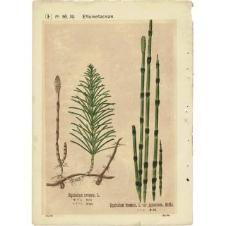 『普通植物図譜』 牧野富太郎校訂 すぎな / つくづくし / とくさ ボタニカルアート 1130