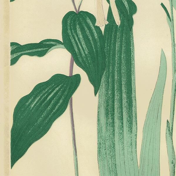 牧野富太郎 植物画集 植物図譜 セット 牧野富太郎 植物画集 植物図譜 セット 牧野富太郎植物画集