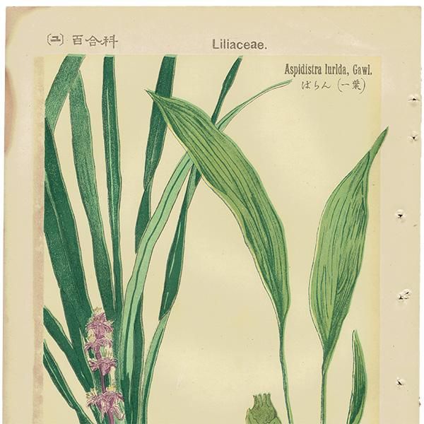 近世植物・動物・鉱物図譜集成 第37巻 語学・辞書・学習参考書