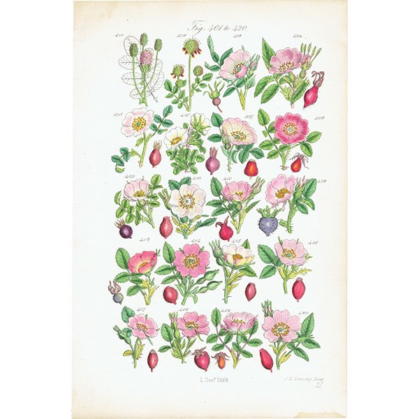 ꥹ ƥ ܥ˥륢/ʪ Х (British wild flowers / John Edward Sowerby)  1876ǯ 0644