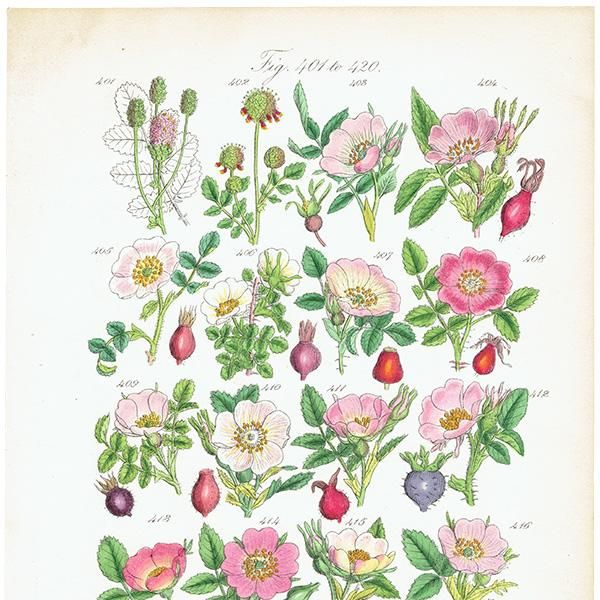 ꥹ ƥ ܥ˥륢/ʪ Х (British wild flowers / John Edward Sowerby)  1876ǯ 0644