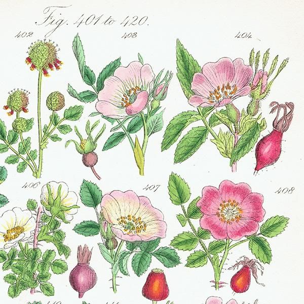 イギリス アンティーク ボタニカルアート/植物画 バラ (British イギリス アンティーク ボタニカルアート/植物画 バラ (British