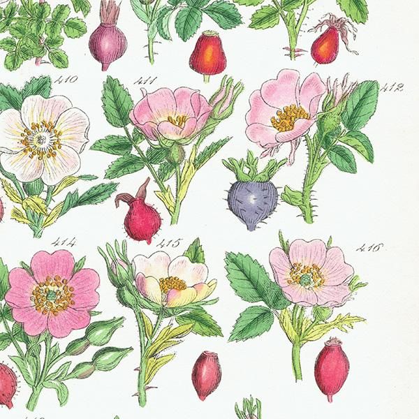イギリス アンティーク ボタニカルアート/植物画 バラ (British