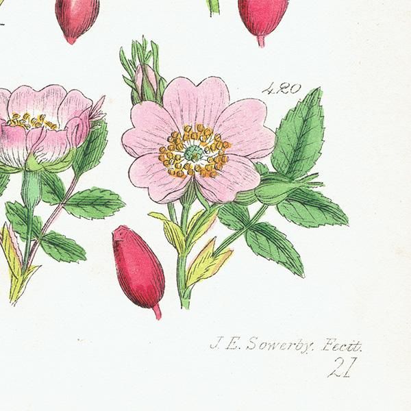 イギリス アンティーク ボタニカルアート/植物画 バラ (British イギリス アンティーク ボタニカルアート/植物画 バラ (British
