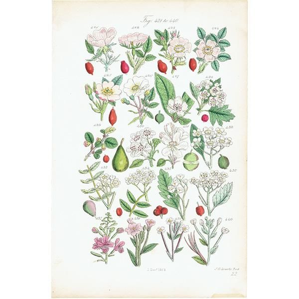 ꥹ ƥ ܥ˥륢/ʪ Хϡ¾ (British wild flowers / John Edward Sowerby)  1876ǯ 0645