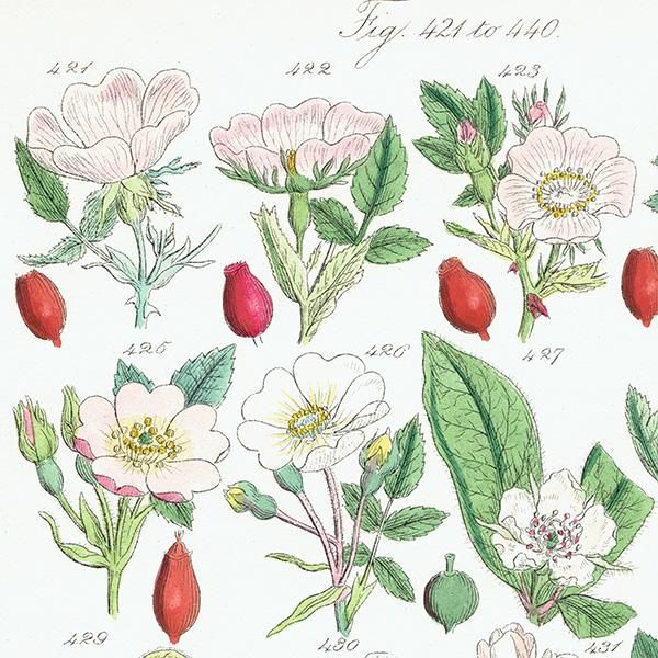 イギリス アンティーク ボタニカルアート/植物画 バラやハーブ他 (British wild flowers / John Edward Sowerby) イギリス アンティーク ボタニカルアート/植物画 バラやハーブ他 (British wild flowers / John Edward Sowerby)