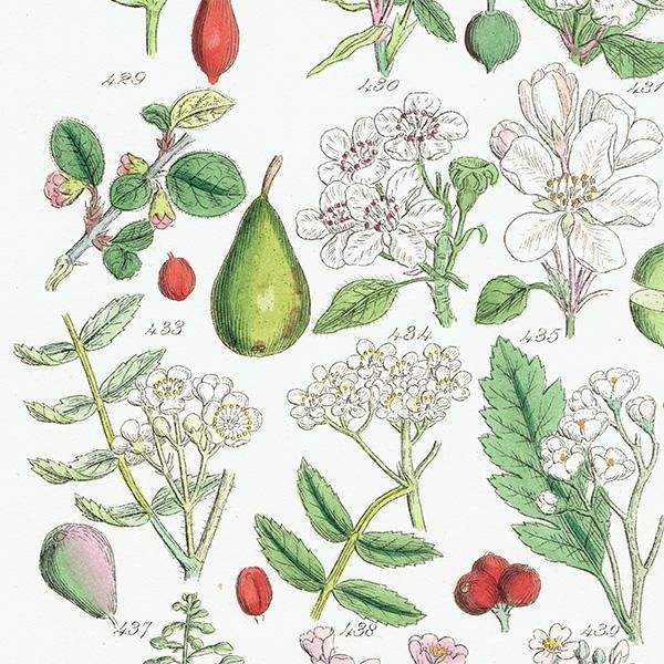イギリス アンティーク ボタニカルアート/植物画 バラやハーブ他 イギリス アンティーク ボタニカルアート/植物画 バラやハーブ他