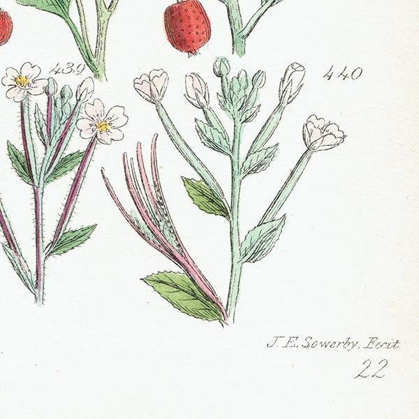 イギリス アンティーク ボタニカルアート/植物画 バラやハーブ他 イギリス アンティーク ボタニカルアート/植物画 バラやハーブ他