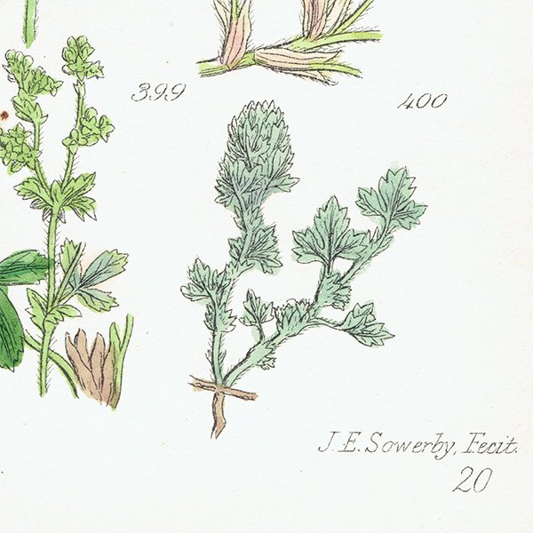 ꥹ ƥ ܥ˥륢/ʪ Хʤ (British wild flowers / John Edward Sowerby)  1876ǯ 0646