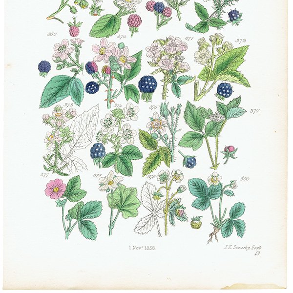 ꥹ ƥ ܥ˥륢/ʪ 饺٥꡼䥤ʤ (British wild flowers / John Edward Sowerby)  1876ǯ 0647