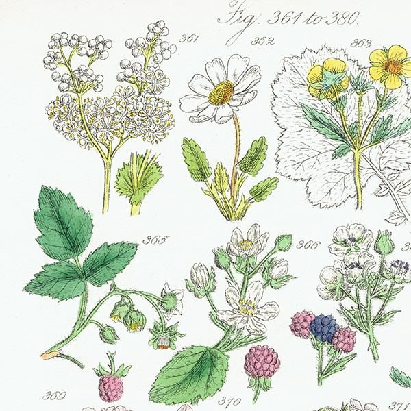 イギリス アンティーク ボタニカルアート/植物画 ラズベリーや イギリス アンティーク ボタニカルアート/植物画 ラズベリーや
