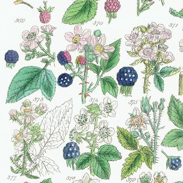 イギリス アンティーク ボタニカルアート/植物画 ラズベリーや
