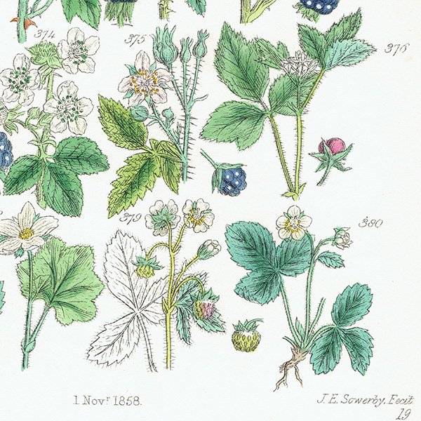 ꥹ ƥ ܥ˥륢/ʪ 饺٥꡼䥤ʤ (British wild flowers / John Edward Sowerby)  1876ǯ 0647