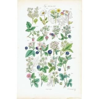 ꥹ ƥ ܥ˥륢/ʪ 饺٥꡼䥤ʤ (British wild flowers / John Edward Sowerby)  1876ǯ 0647