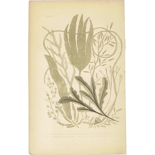 イギリス アンティーク ボタニカルアート / 植物画 海藻 (Sea Weeds)  1864年 0648