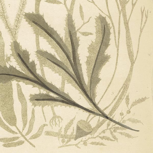 ꥹ ƥ ܥ˥륢 / ʪ  (Sea Weeds)  1864ǯ 0648