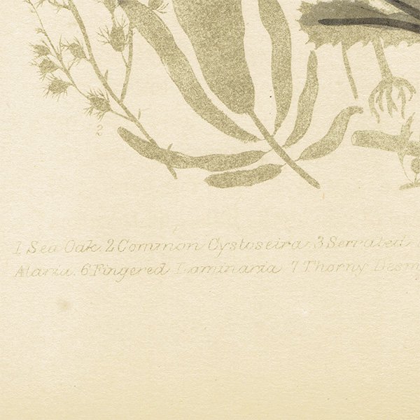 イギリス アンティーク ボタニカルアート / 植物画 海藻 (Sea Weeds)  1864年 0648