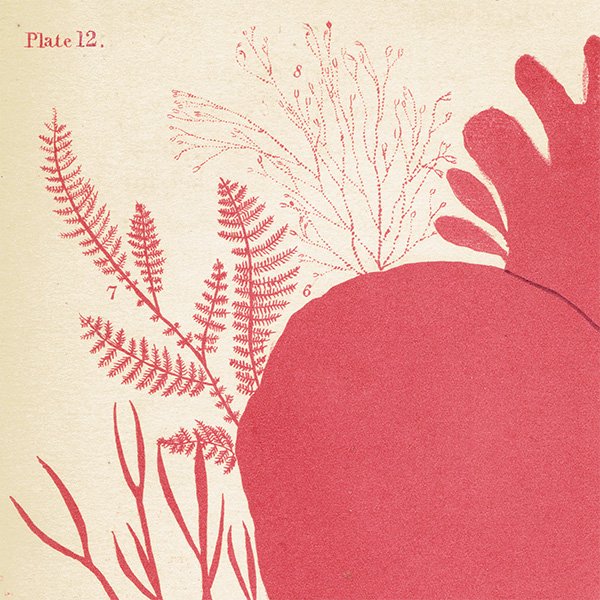 イギリス アンティーク ボタニカルアート / 植物画 海藻 (Sea Weeds)  1864年 0651