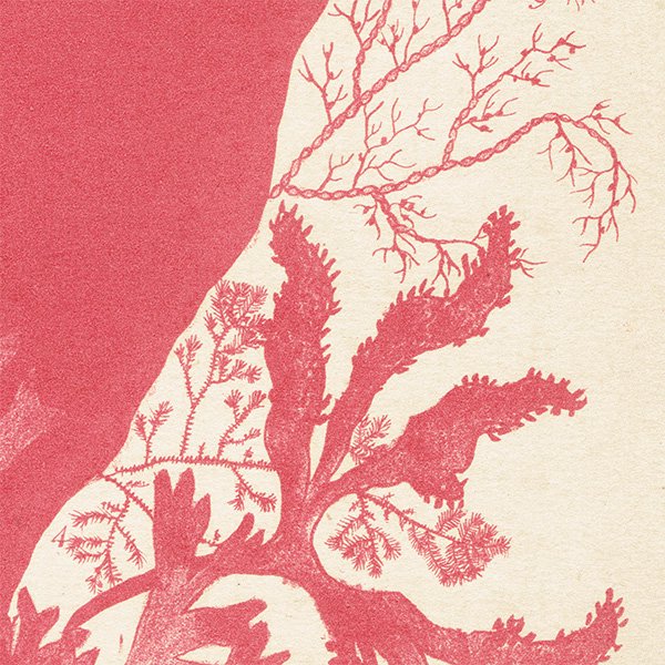 イギリス アンティーク ボタニカルアート / 植物画 海藻 (Sea Weeds)  1864年 0651