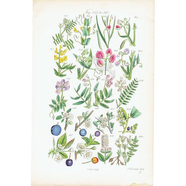 ꥹ ƥ ܥ˥륢/ʪ ꡼꥽ʤ (British wild flowers / John Edward Sowerby)  1876ǯ 0648