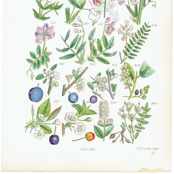 ꥹ ƥ ܥ˥륢/ʪ ꡼꥽ʤ (British wild flowers / John Edward Sowerby)  1876ǯ 0648