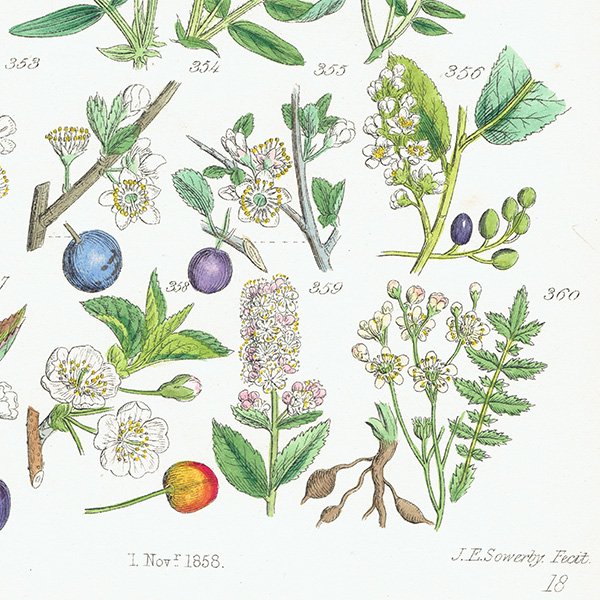 ꥹ ƥ ܥ˥륢/ʪ ꡼꥽ʤ (British wild flowers / John Edward Sowerby)  1876ǯ 0648