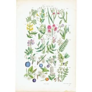 ꥹ ƥ ܥ˥륢/ʪ ꡼꥽ʤ (British wild flowers / John Edward Sowerby)  1876ǯ 0648