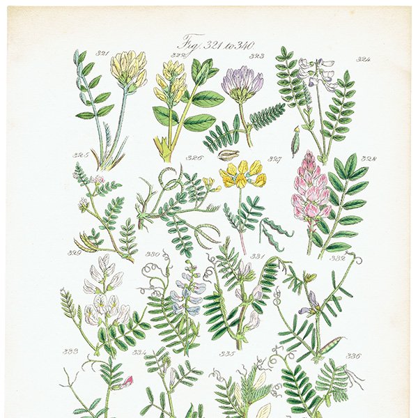 ꥹ ƥ ܥ˥륢/ʪ ޥʥޥ°Τ (British wild flowers / John Edward Sowerby)  1876ǯ 0649