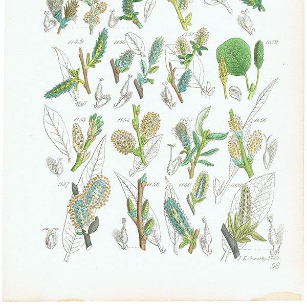 ꥹ ƥ ܥ˥륢/ʪ  (British wild flowers / John Edward Sowerby)  1876ǯ 0650