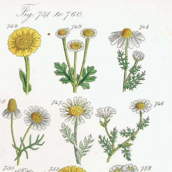 イギリス アンティーク ボタニカルアート/植物画 ラズベリーや