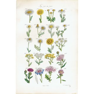 ꥹ ƥ ܥ˥륢 ǥޥ꡼ɡ䥰ޥ  (British wild flowers / John Edward Sowerby)  1876ǯ 0653