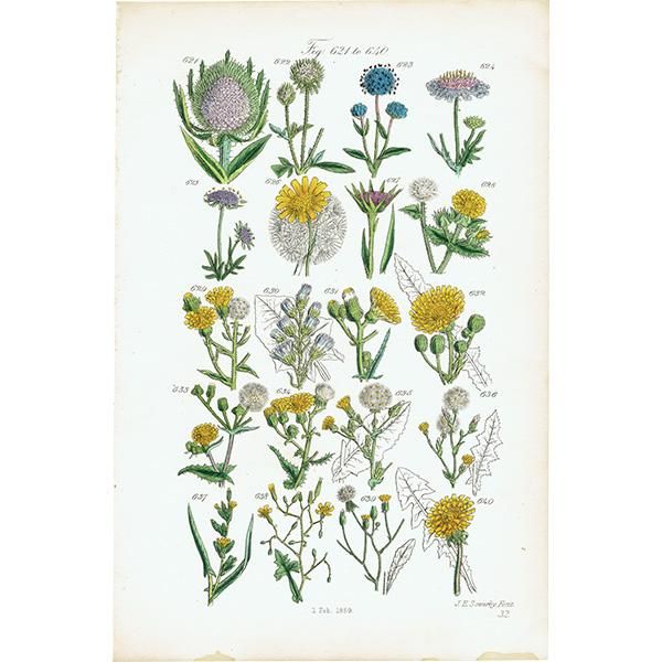 イギリス アンティーク ボタニカルアート / 植物画 チーゼルや イギリス アンティーク ボタニカルアート / 植物画 チーゼルや
