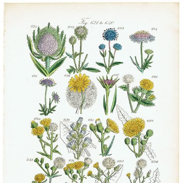 イギリス アンティーク ボタニカルアート / 植物画 チーゼルや イギリス アンティーク ボタニカルアート / 植物画 チーゼルや