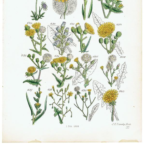 イギリス アンティーク ボタニカルアート / 植物画 チーゼルや イギリス アンティーク ボタニカルアート / 植物画 チーゼルや