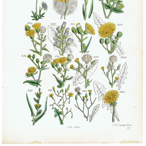 ꥹ ƥ ܥ˥륢 / ʪ 䥿ݥݤʤ  (British wild flowers / John Edward Sowerby)  1876ǯ 0654