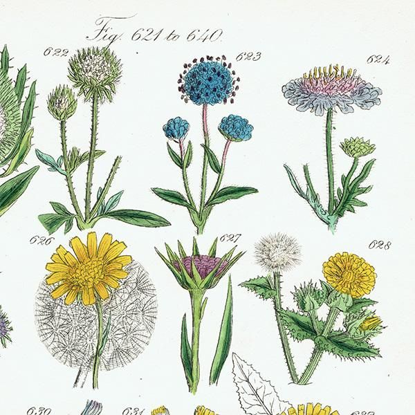 イギリス アンティーク ボタニカルアート / 植物画 チーゼルや イギリス アンティーク ボタニカルアート / 植物画 チーゼルや
