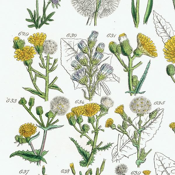イギリス アンティーク ボタニカルアート / 植物画 チーゼルや