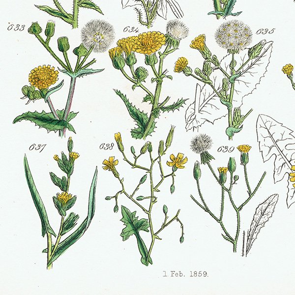 ꥹ ƥ ܥ˥륢 / ʪ 䥿ݥݤʤ  (British wild flowers / John Edward Sowerby)  1876ǯ 0654