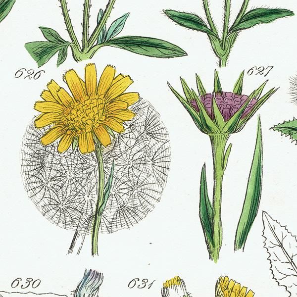 イギリス アンティーク ボタニカルアート / 植物画 チーゼルや イギリス アンティーク ボタニカルアート / 植物画 チーゼルや