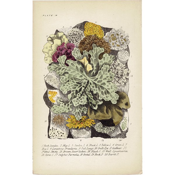 イギリス アンティーク ボタニカルアート / 植物画 地衣類、コケ類など  1864年 0653