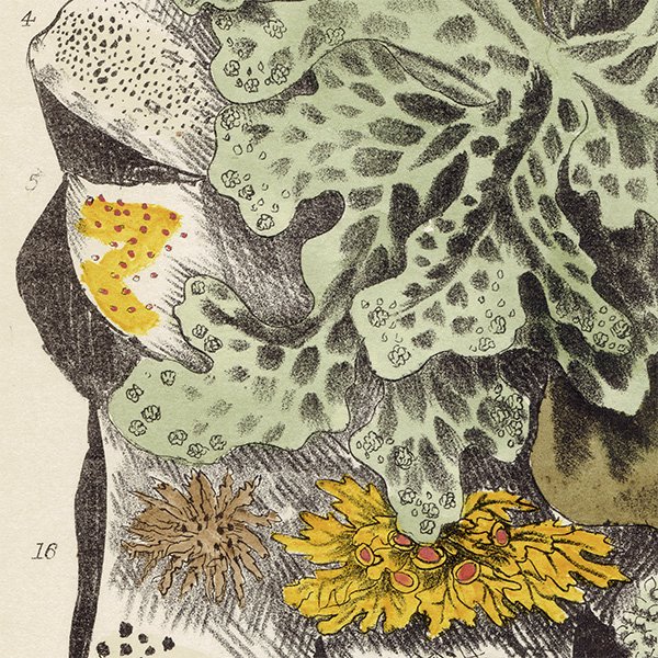 イギリス アンティーク ボタニカルアート / 植物画 地衣類、コケ類など  1864年 0653