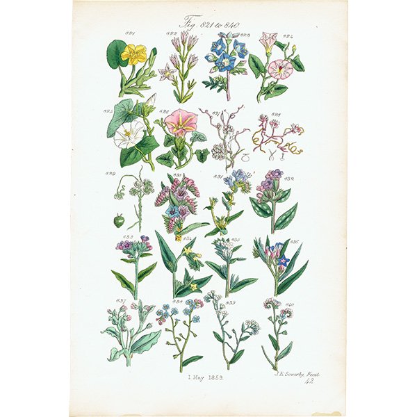 イギリス アンティーク ボタニカルアート / 植物画 ヒルガオやワスレナグサなど  (British wild flowers / John Edward Sowerby)  1876年 0655