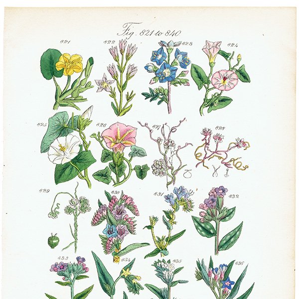 ꥹ ƥ ܥ˥륢 / ʪ ҥ륬凉ʥʤ  (British wild flowers / John Edward Sowerby)  1876ǯ 0655